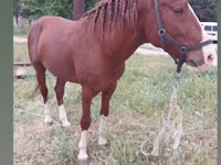 Konie (partia, płeć nieokreślona), Mustang — zdjęcie 1
