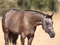 Yegua, Quarter Horse — foto 5