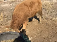 காளை, Swiss cattle — புகைப்படம் 1