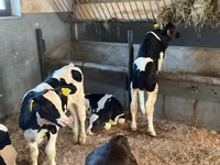 Bovins (lot, sexe non indiqué), Russian Black pied cattle — photo 1