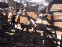 Byk, Simmental cattle — zdjęcie 3