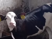 காளை, Simmental cattle — புகைப்படம் 3