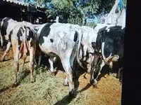 Toro, Russian Black pied cattle — foto 4