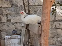 Chickens — foto 4