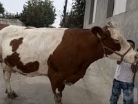 Kuh, Simmental cattle — Foto 5