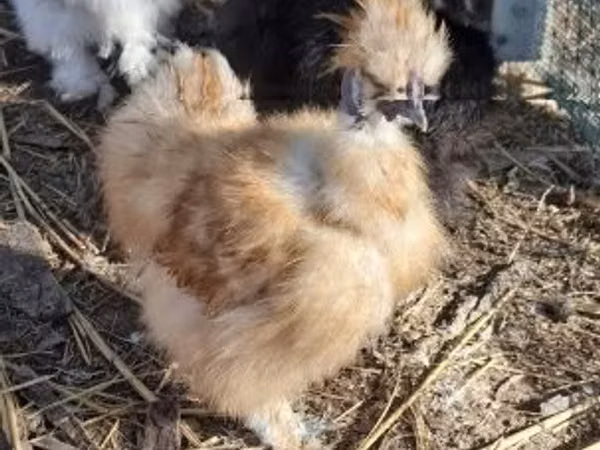 Silkie