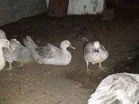 Ducks — photo 1