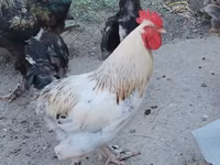 Chickens — zdjęcie 1