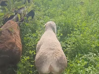 绵羊（批次，未指定性别）, Sheep — 照片 6