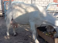 Kozel, Saanen goat — foto 1