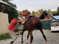 குதிரை, Karabair horse — புகைப்படம் 7