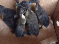 Ducks — foto 1