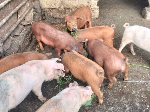 公猪, Pigs