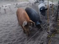 Säue, Schweine — Foto 2