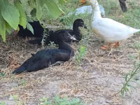 Ducks — photo 2