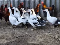 Ducks — foto 1