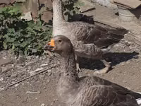 Geese — foto 5