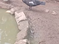 Ducks — foto 5