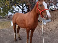 Horse (M), Horses — photo 4