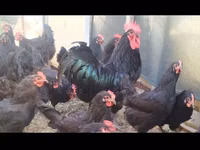 Australorp — foto 1