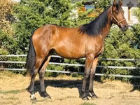 母马, Hungarian horse breed — 照片 2
