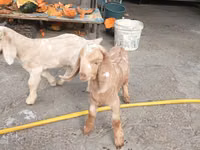山羊（批次，未指定性别）, Beetal goats — 照片 2