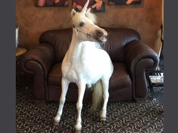 Jument, Miniature horse