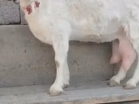 Dişi keçi, Saanen goat — foto 1