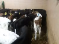 सांड, Simmental cattle — फ़ोटो 4