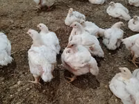 Chickens — foto 2