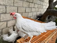 Leghorn — 2-rasm