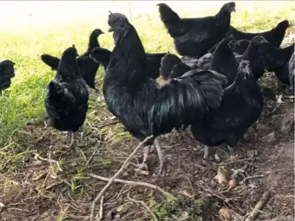 Chickens — Armenia