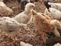Chickens — foto 2