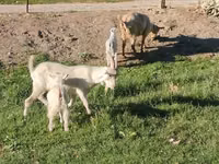 Cabra, Saanen goat — foto 2
