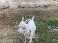 Cabra, Cabras — foto 1