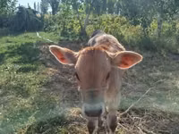Buqa, Swiss cattle — 1-rasm