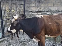 Kuh, Simmental cattle — Foto 2