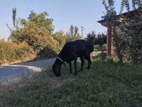 Baran, Arashan sheep — zdjęcie 2