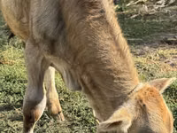 ხარი, Swiss cattle — ფოტო 5