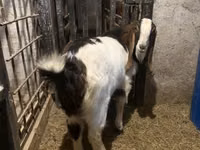 თხა, Kamori goats — ფოტო 5
