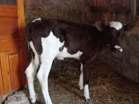 Bulle, Simmental cattle — Foto 3