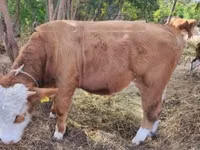 Buqa, Simmental cattle — 3-rasm