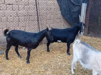 Kozel, Saanen goat — foto 1