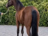 Caballo, Caballos — foto 4