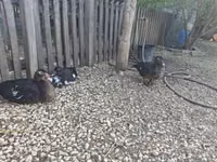 Ducks — Foto 4