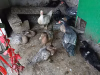 Ducks — foto 1