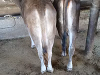 Touro, Swiss cattle — foto 2
