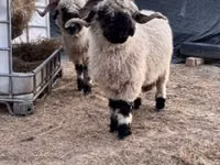 雌羊, Valais Blacknose sheep — 写真 3