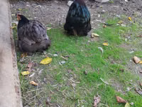 Chickens — 1-сурет