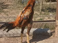 Chickens — photo 2
